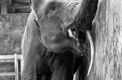 Elephant with mouth open by wall