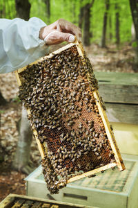 Bee keeping