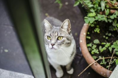 Portrait of cat