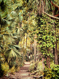 Trees growing in forest