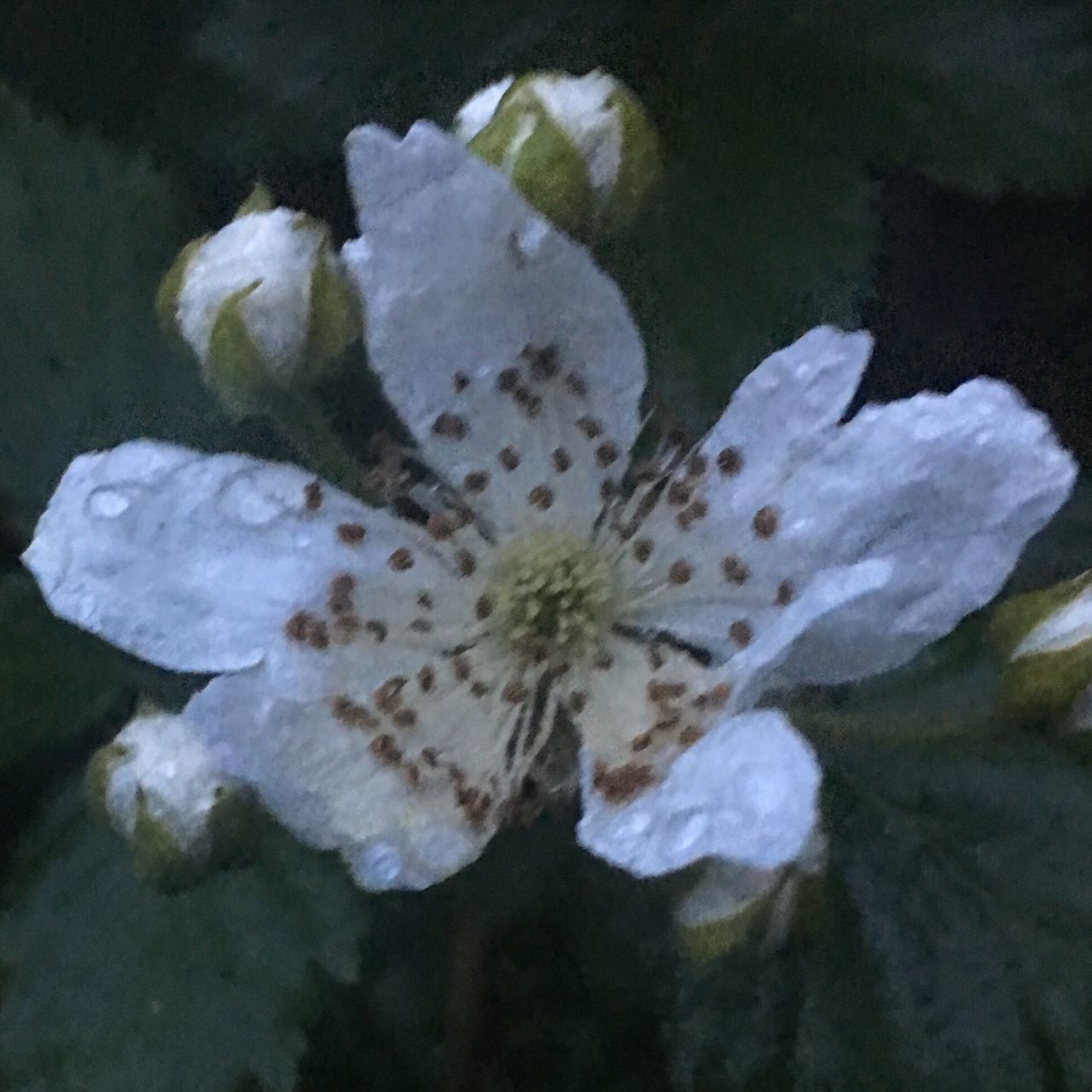 nature, day, fragility, beauty in nature, no people, close-up, outdoors, water, flower, flower head, freshness