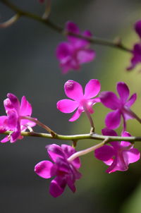 Close-up of pink cherry blossoms in spring