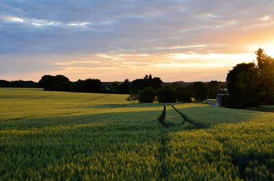 Scenic view of agricultural field against sky during sunset