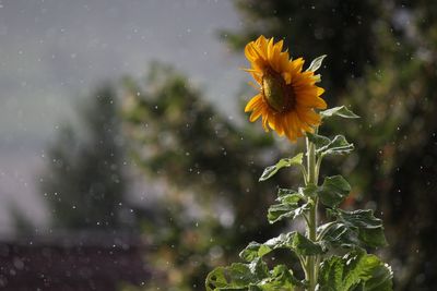 Close-up of yellow flower in rain