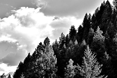 Low angle view of trees against sky