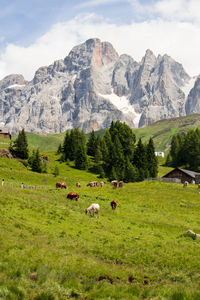 Cows in a mountain field