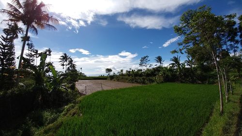 Trees on landscape against sky