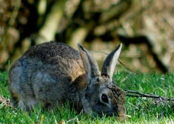 Close-up of a animal on field