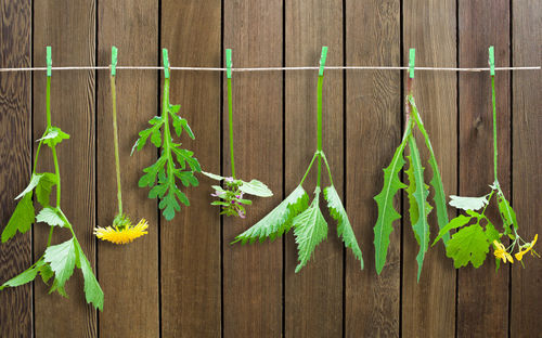 Close-up of vegetables hanging on wood
