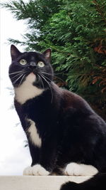 Portrait of a cat