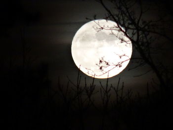 Low angle view of bare tree against sky at night