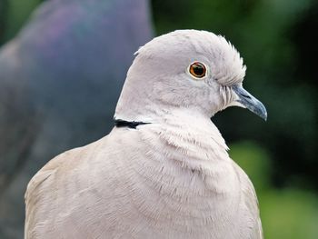 Close-up of collared dove
