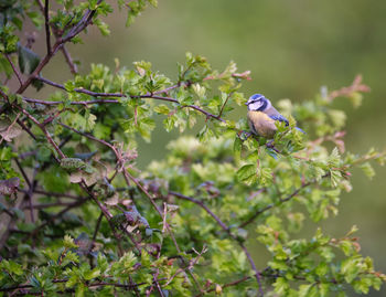 Close-up of bluetit perching on tree