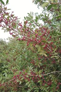 Low angle view of flowering plant against trees