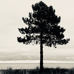 Tree on field against sky