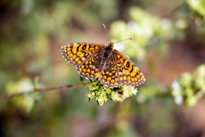 Close-up of butterfly pollinating on flower