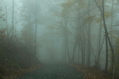 Trees in forest during foggy weather