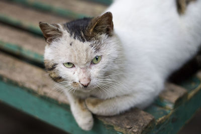 Cat relaxing on wooden bench