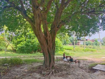 People sitting on tree trunk by plants