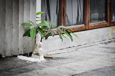 Potted plant on window of old building