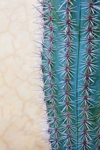 Close-up of cactus plant