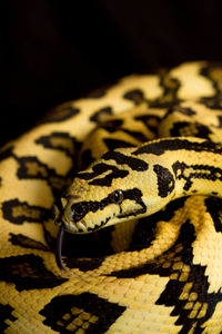 Close-up of a lizard