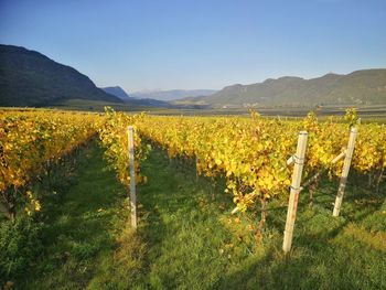 Scenic view of agricultural field against yellow sky