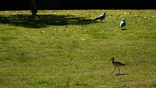 Birds perching on a field