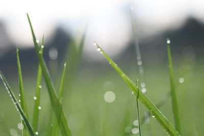 Close-up of wet grass during rainy season