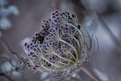 Close-up of succulent plant