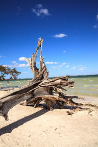 Driftwood at the edge of the ocean at lighthouse beach park in sanibel, florida