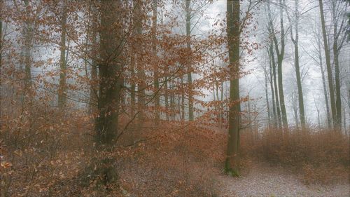 Full frame shot of trees in forest