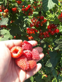 Midsection of person holding strawberries