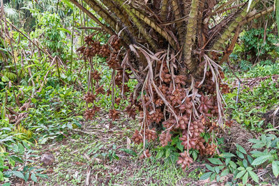 Trees growing in forest