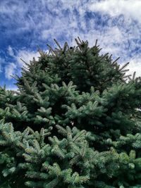 Close-up of pine tree during winter