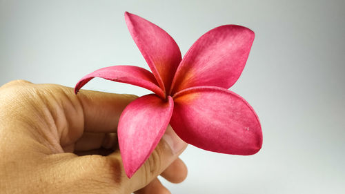 Close-up of hand holding pink flowers against white background