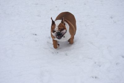 High angle view of dog on snow