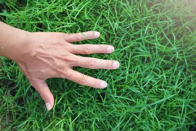 High angle view of person hand on grassy field