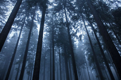 Low angle view of bamboo trees in forest