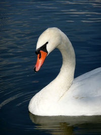 Close-up of swan in lake