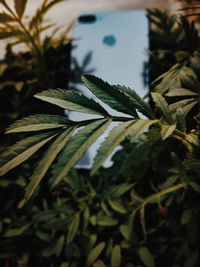 Close-up of leaves against blurred background