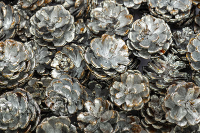 A bunch of silver colored pine cones