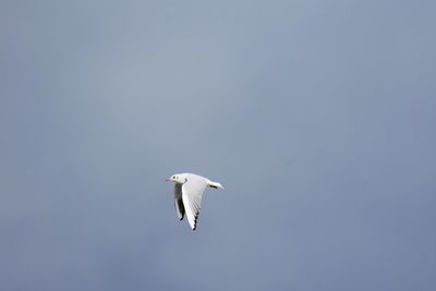 Low angle view of seagull flying