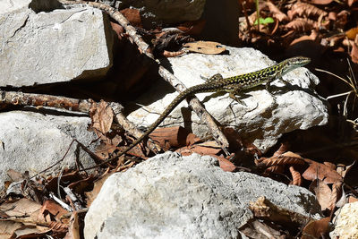 Close-up of lizard on rock