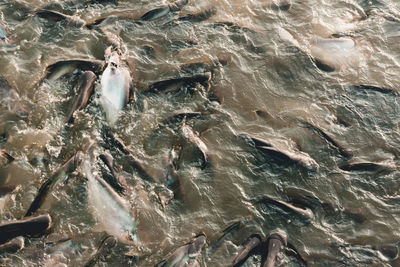 High angle view of fish underwater