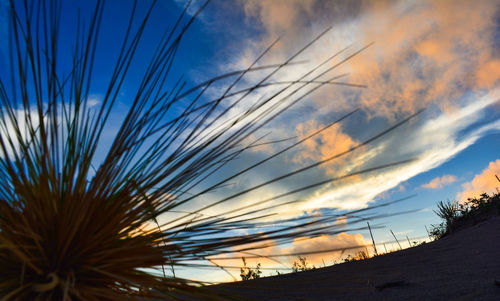 Low angle view of silhouette trees against sky at sunset