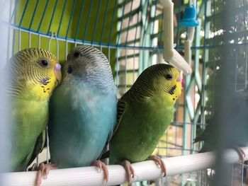 Close-up of parrot perching in cage