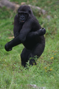 Monkey sitting on field