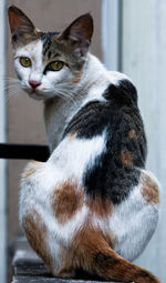 Close-up of tabby cat looking away