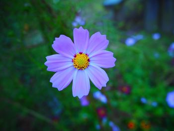 Close-up of purple cosmos flower